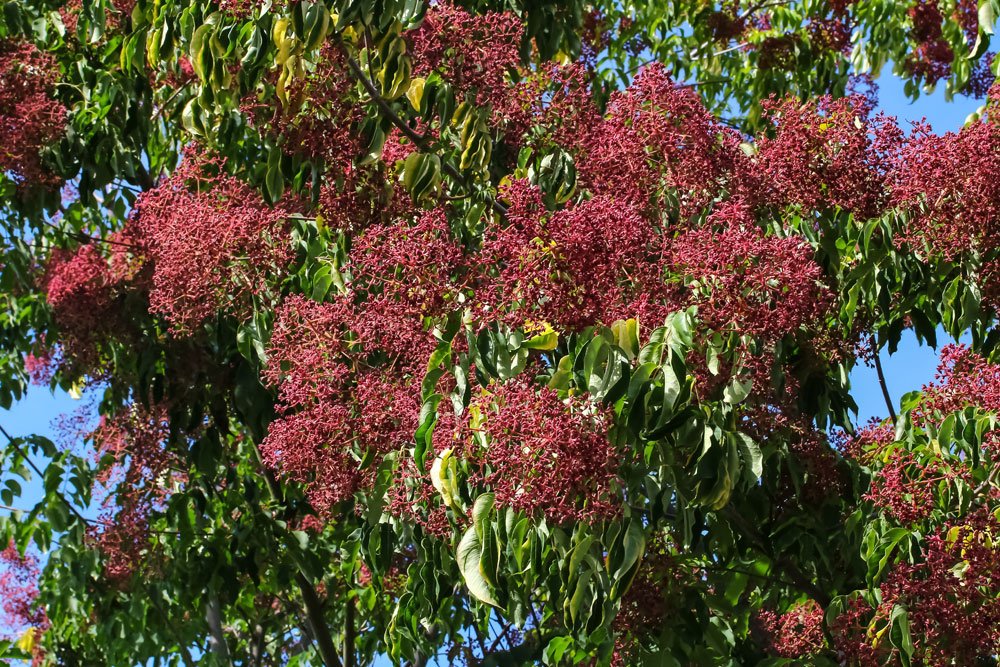 Bienenbaum Tetradium daniellii Tausendblütenbaum Honigesche für Bienen & Hummeln