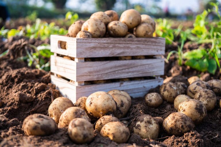 Kartoffelsorten für den Gartenanbau