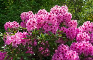 Rhododendron pflanzen pflegen