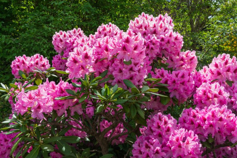 Rhododendron pflanzen und pflegen – So wird’s gemacht