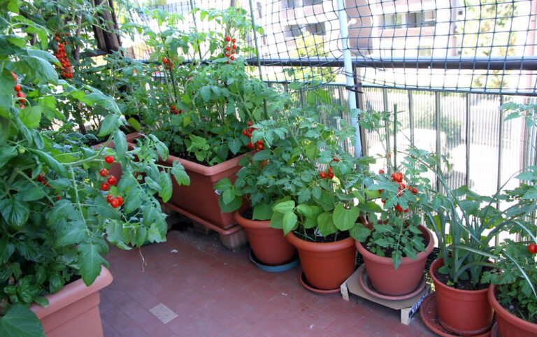 Gemüse auf dem Balkon pflanzen