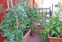 Gemüse lässt sich auch auf dem Balkon anpflanzen
