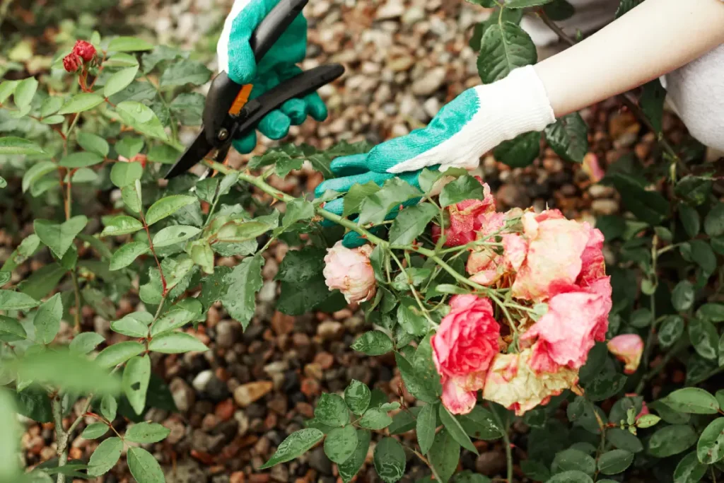 Person schneidet mit Gartenschere fast verblühten Edelreis einer Rose ab.