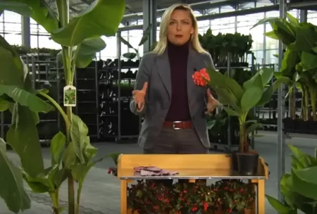 Video: Winterharte Banane – Kurz vorgestellt Video winterharte Banane