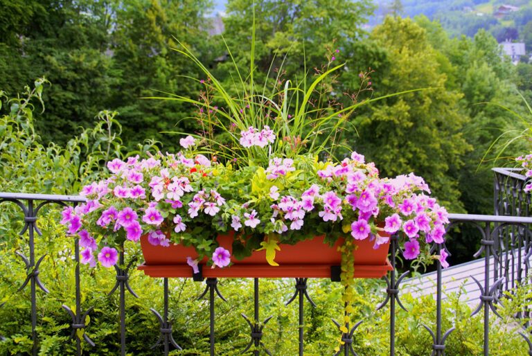 Balkonpflanzen bei starker Sonne pflegen – 8 Tipps