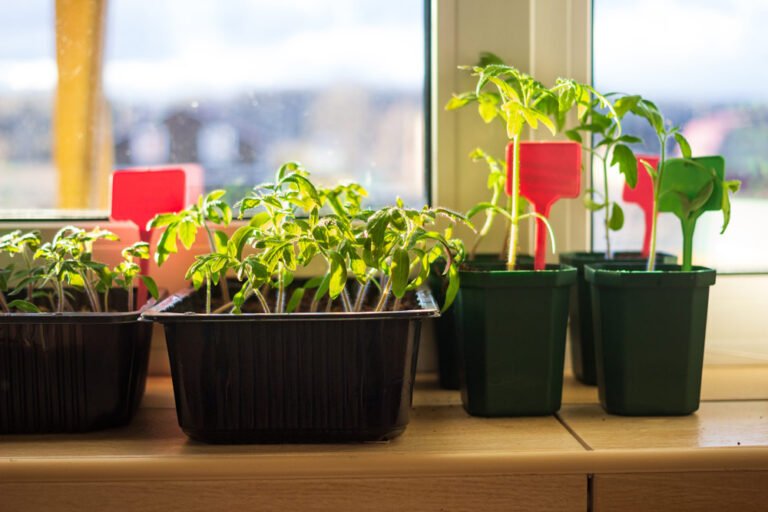Gemüse auf der Fensterbank vorziehen – So wird’s gemacht