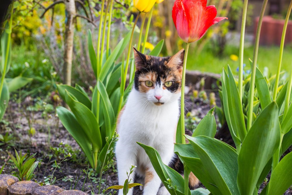 Katze im Blumenbeet
