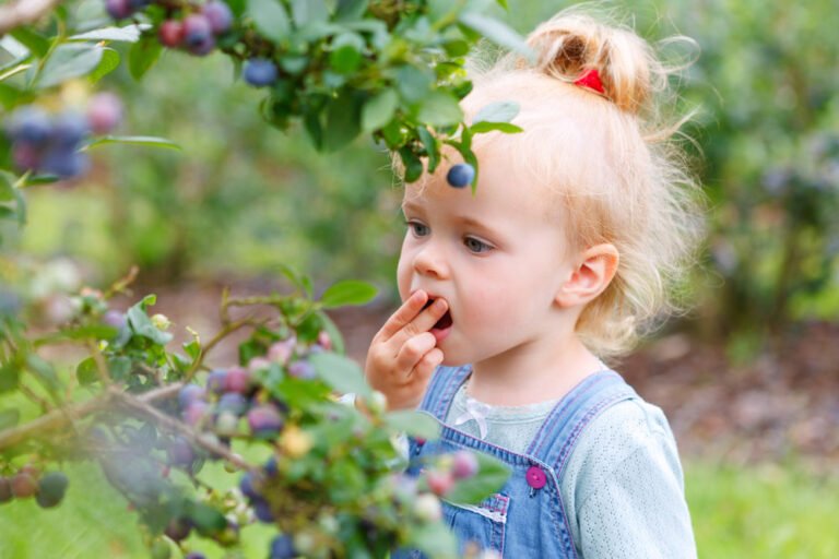 Naschgarten anlegen – Leckere Köstlichkeiten nicht nur für Kinder