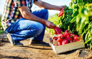 Paprika ernten – Zeitpunkt & Tipps zur Ernte vorgestellt