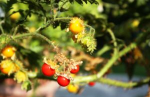 Anbau und Pflege der Litschi-Tomate