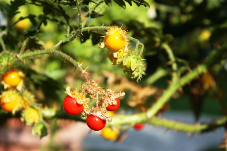 Litschi-Tomate: Anbau und Pflege der kleinen Köstlichkeit