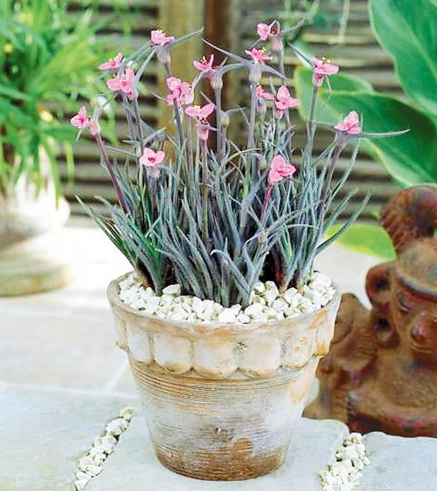 Die Polarlicht-Pflanze ist eine außergewöhnlichen Staude