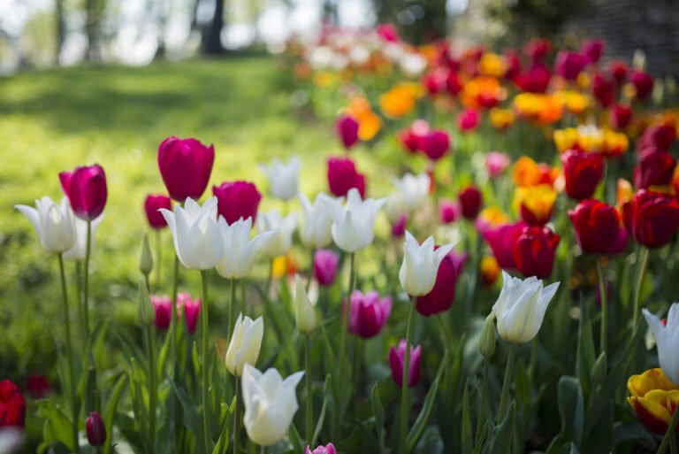Blütezeit von Tulpen – Dann blühen frühe, mittlere & späte Tulpen