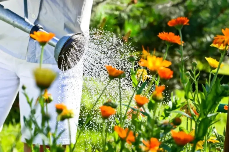 Freilandpflanzen mit Leitungswasser gießen – Das sollten Sie beachten
