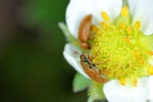 Himbeerkäfer effektiv bekämpfen