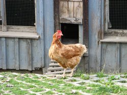 Hühner haben keine hohen Ansprüche