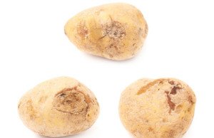 Kartoffel Krankheiten