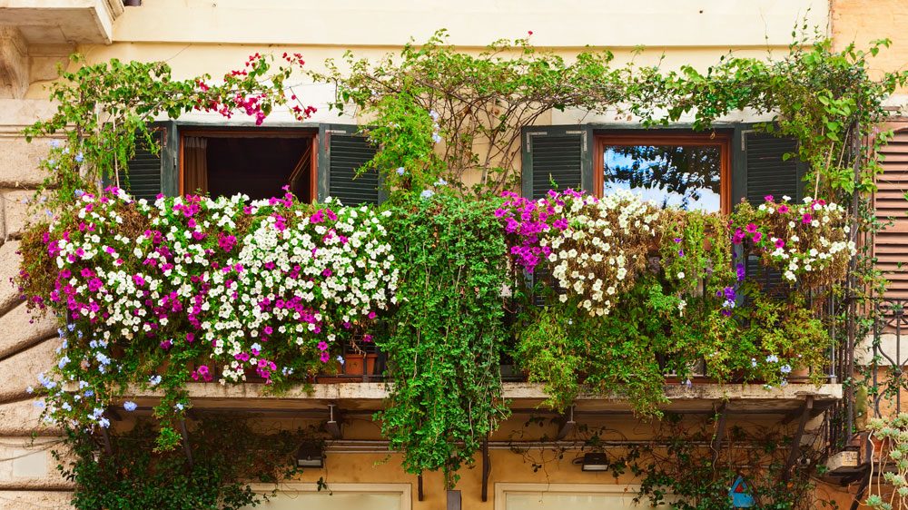 Sichtschutz aus Pflanzen für den Balkon