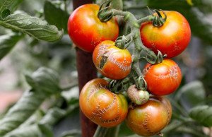 Tomaten Krankheiten erkennen bekämpfen