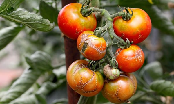 Tomaten Krankheiten erkennen und bekämpfen