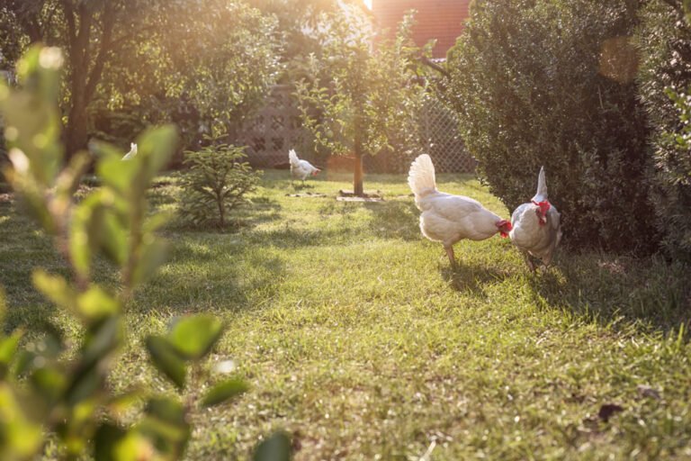 Freilauf für Hühner anlegen – 5 wichtige Tipps