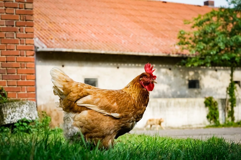 Freilauf für Hühner auf verschiedenen Untergründen