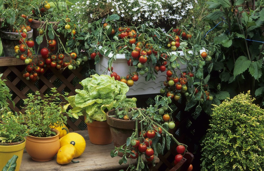 Gemüse im Topf pflanzen – 6 wichtige Anbautipps