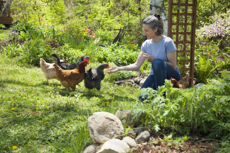 Hühner im Garten halten – Diese Vorüberlegungen sind wichtig