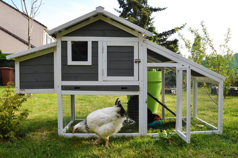 Hühnerstall im Garten anlegen - Hinweise zu Bau und Ausstattung
