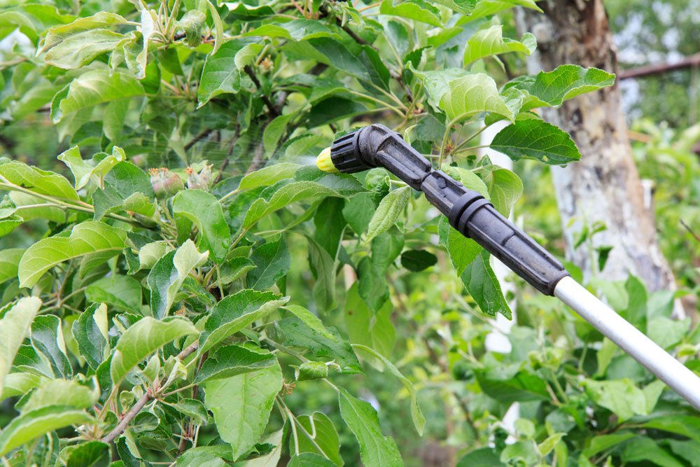 Apfelbaum-Schädlinge bekämpfen – 10 Schädlinge & Mittel zur Bekämpfung vorgestellt