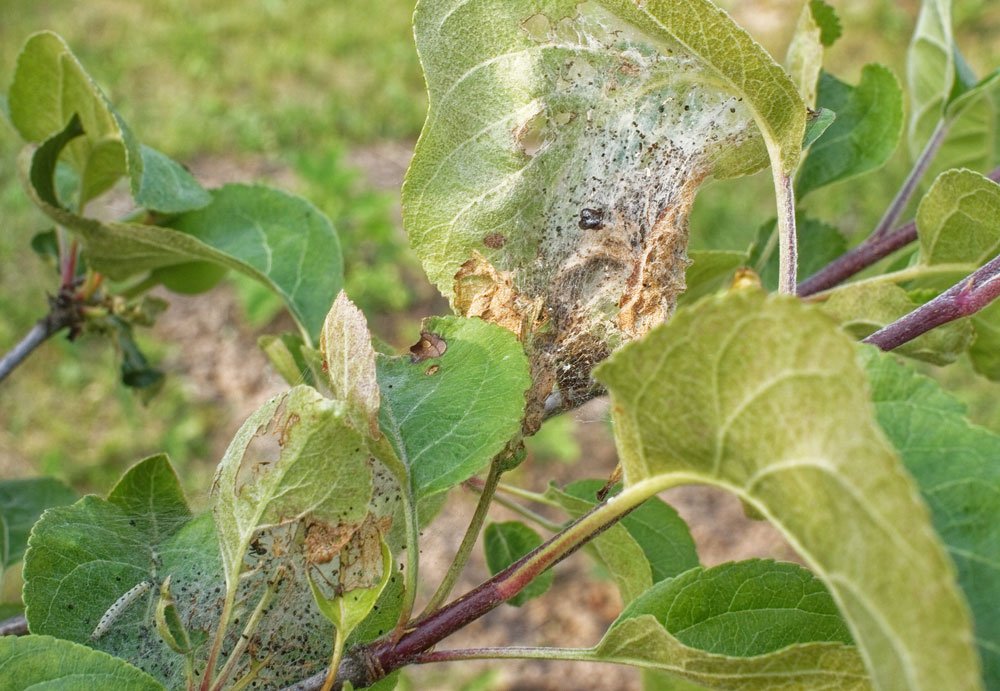 Apfelbaum Rostmilbe