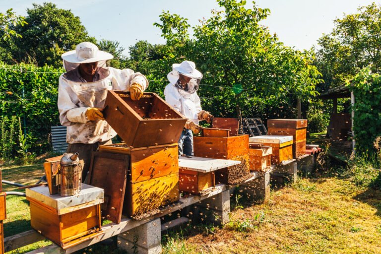 Imkern im Garten – Voraussetzungen & Tipps für die Bienenhaltung