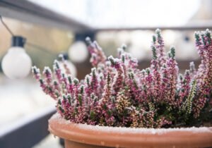 Balkonpflanzen im Winter