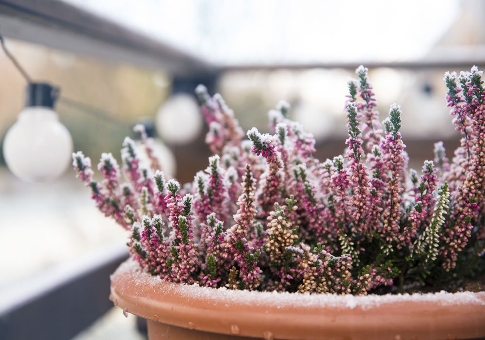 Balkonpflanzen winterfest machen – 5 wichtige Tipps