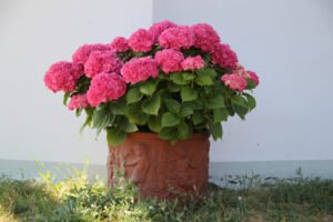 Hortensien im Kübel überwintern