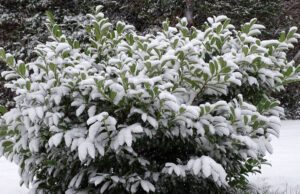 Immergrüne Pflanzen im Winter gießen
