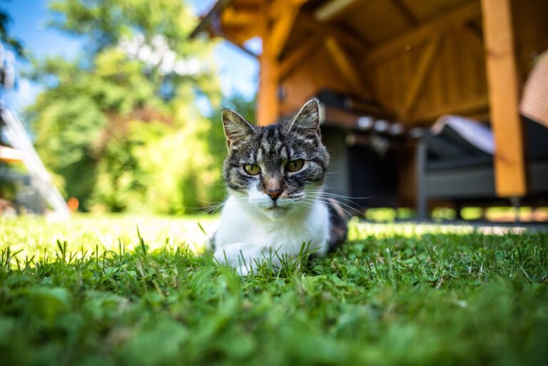 Garten katzensicher machen – 6 wichtige Tipps