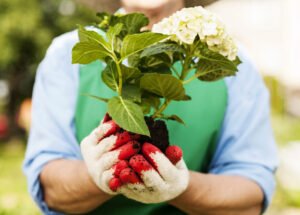 Hortensien umpflanzen – So wird’s gemacht Hortensien umpflanzen