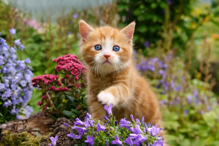 Katze an den Garten gewöhnen – So klappt’s