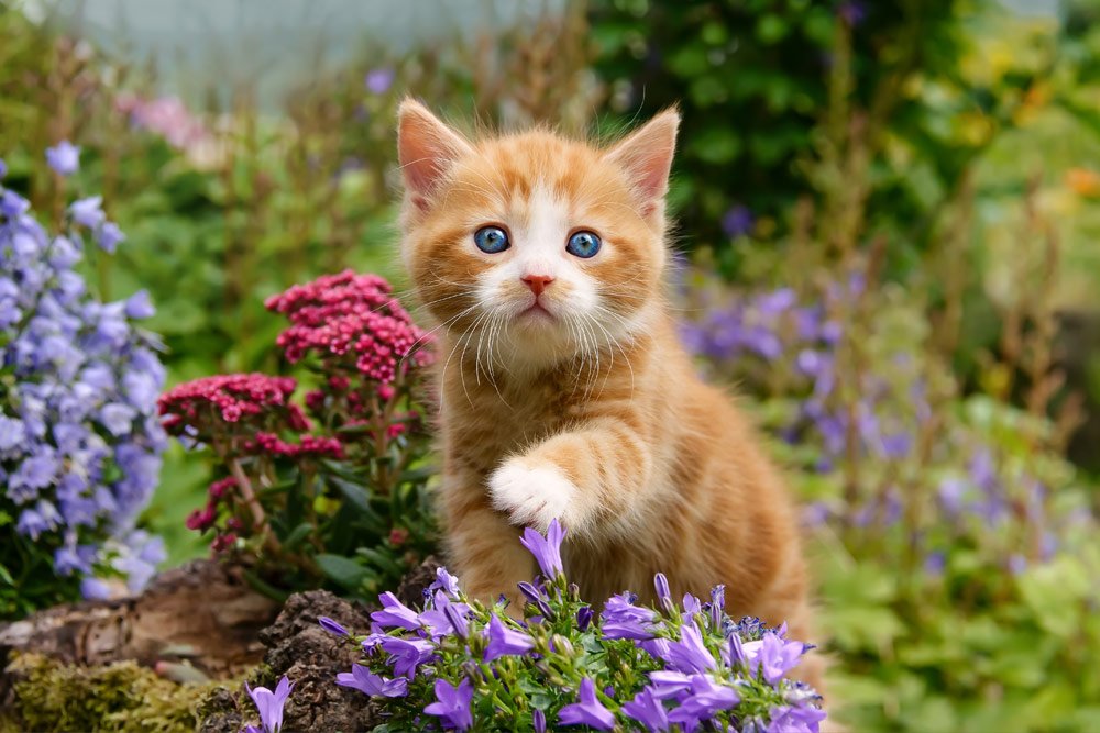 Katze an den Garten gewöhnen