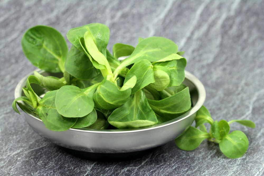 Feldsalat Nährwerte – So gesund ist das Blattgemüse