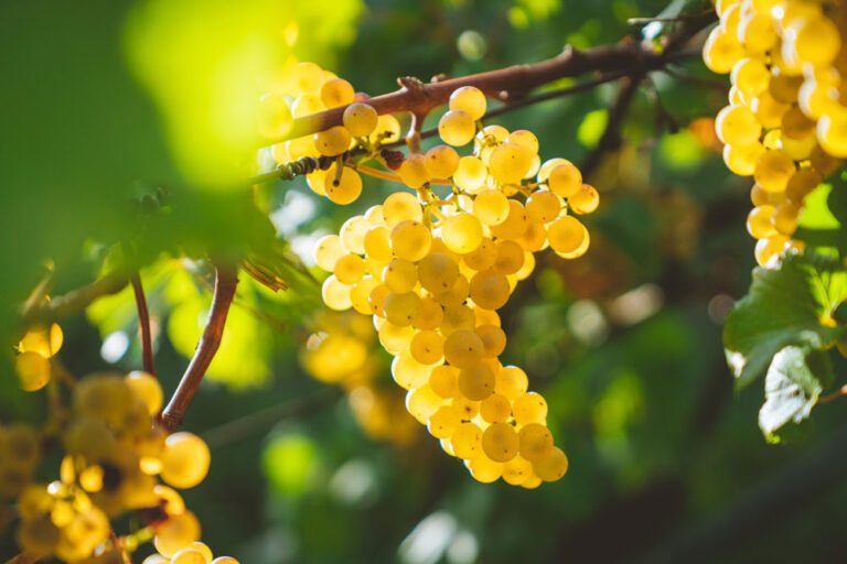 Weinreben: 7 Sorten für den Gartenanbau vorgestellt