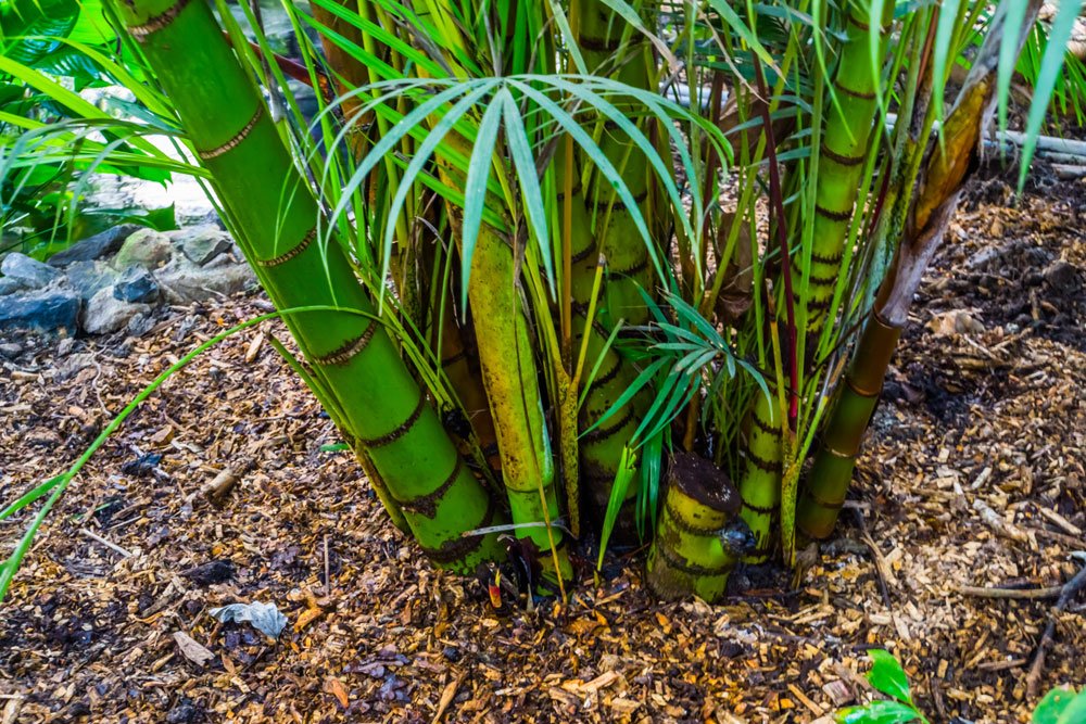 Welche Pflanzen passen zu Bambus?