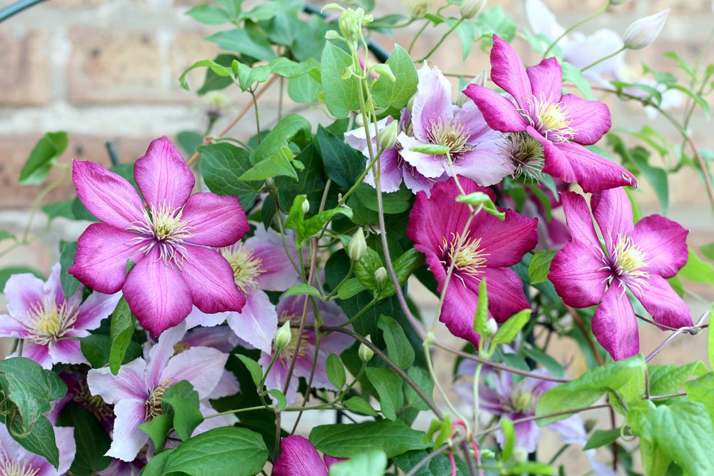 Clematis im Garten