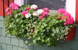 Geranien überwintern