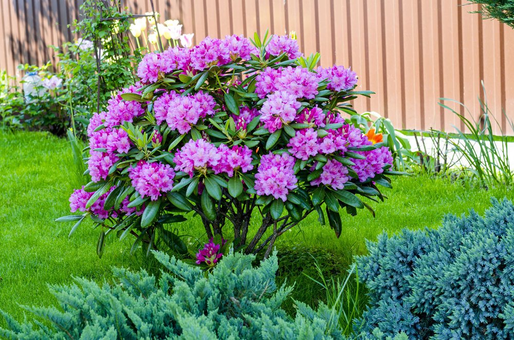 Rhododendron