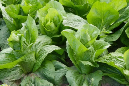 Zuckerhut-Salat lagern