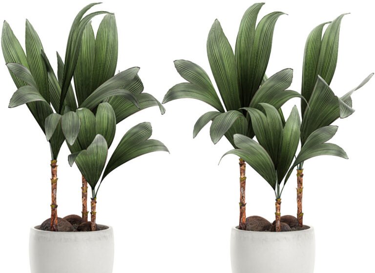 Kokospalme bekommt braune Blätter – Ursache & Behandlungstipps
