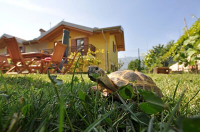 Schildkröten im Garten halten - Wichtige Vorüberlegungen & Hinweise zur
