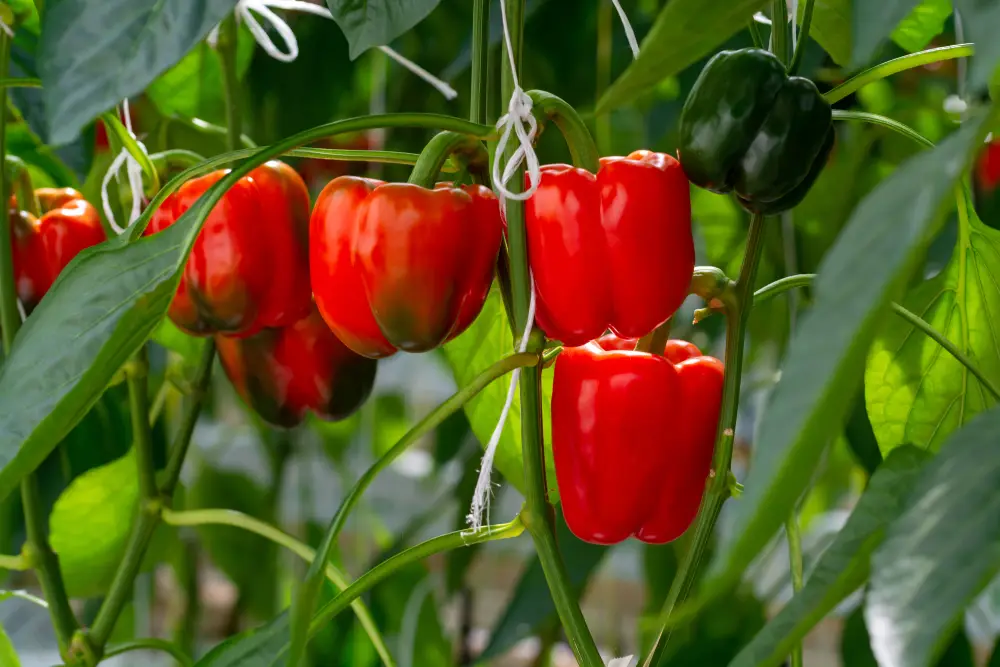 Rote Paprika Nährwerte